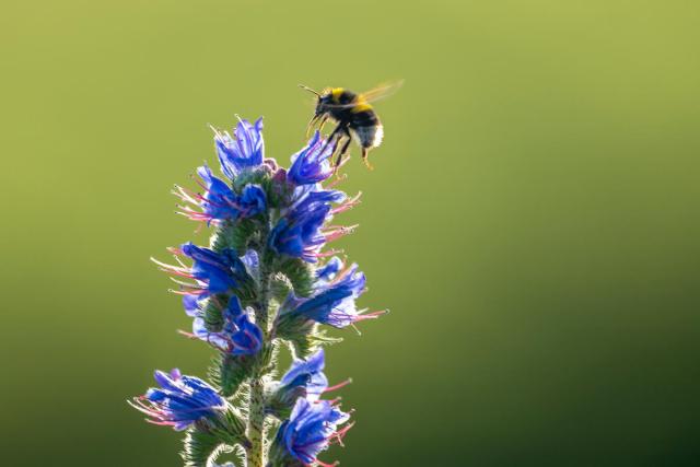 Bumblebee landing on a tall blue wildflower in Norfolk, UK.