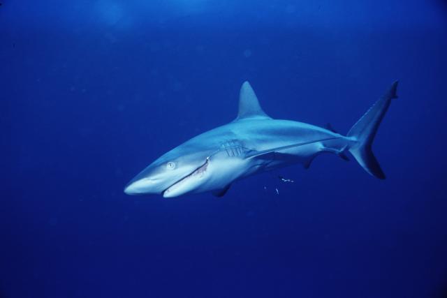 Grey reef shark in Fiji