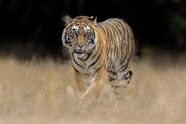 Tiger walking, India