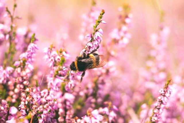 Bee on flowers