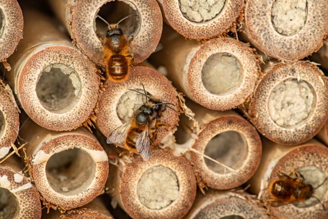 Majority of UK public think nature is in crisis