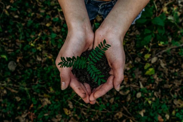 Plant in hand