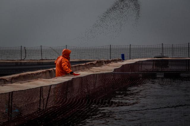 Staff members of AquaChile, the largest exporter of salmon in Chile, pitches fish food to salmon stocks