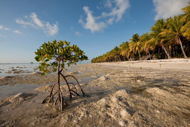 Young mangrove tree growing by the beach.