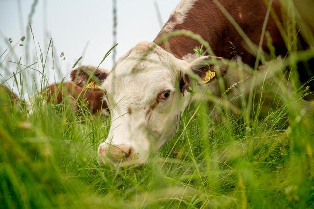 © Joseph Gray / WWF-UK