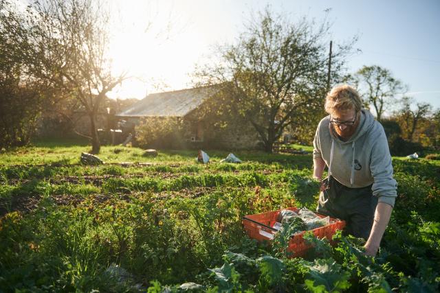 Picking vegetables on the farm at Tyddyn Teg in north Wales.