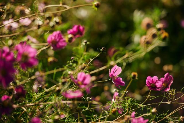 Flowers at Tyddyn Teg farm.