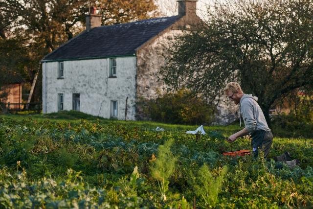 Aelod staff Tyddyn Teg yn pigo llysiau yn y cae o flaen y tŷ