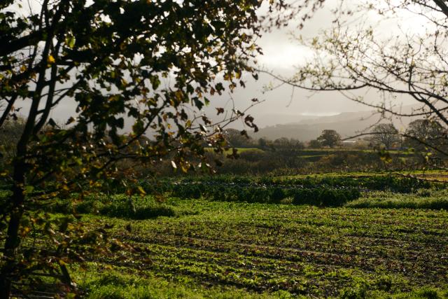 A view of the farmland at Tyddyn Teg, including trees and rows of vegetables.