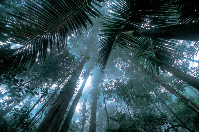 Matécho forest near Saül