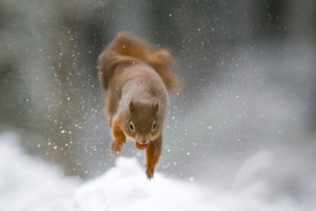 Red squirrel (Sciurus vulgaris) jumping with food