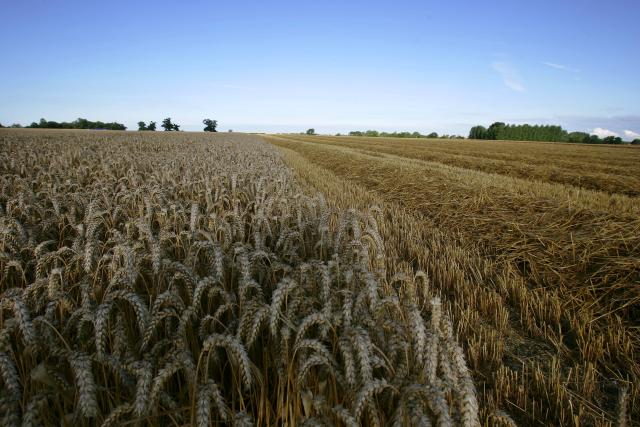 A harvested field of wheat sits alongside wheat waiting to be harvested