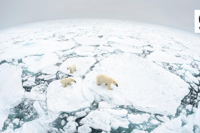a fish eye lens image of three polar bears from above