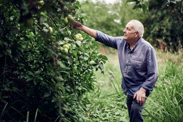 Elfyn Davies picking apples from the orchard.