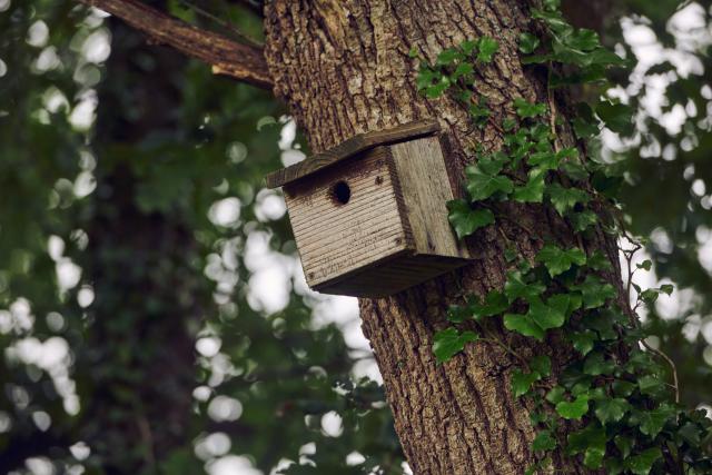 A bird box on the tree at Fferm Glancynin