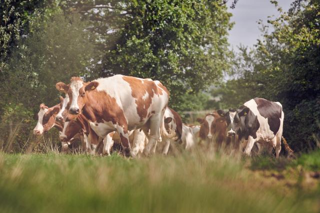 The cattle, at Fferm Glancynin, in the field with a backdrop of trees.