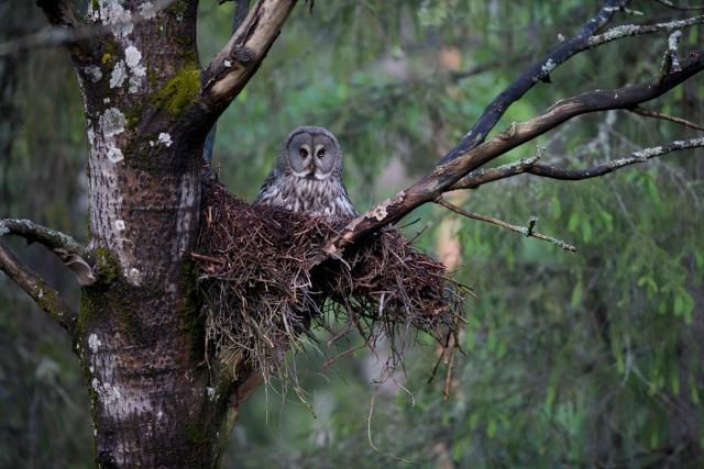 Great grey owl (Strix nebulosa) sitting on nest