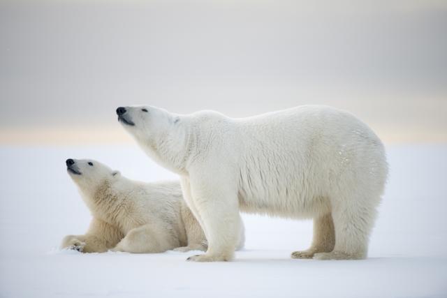 Polar Bears