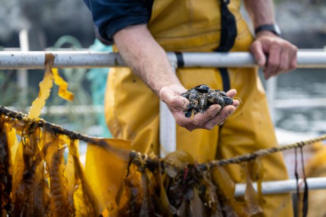 A hand full of shellfish and seaweed line at Car y Mor regenerative ocean farm in Wales.