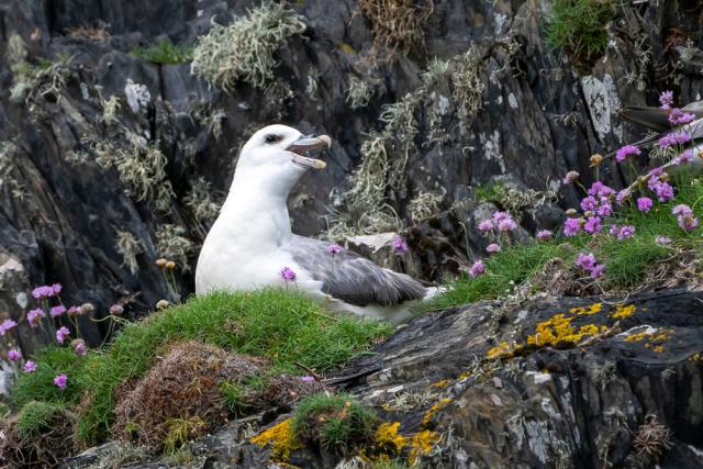 A fulmar (Fulmarus glacialis) perches atop a rocky cliff near Câr y Môr seaweed farm in Pembrokeshire, Wales.