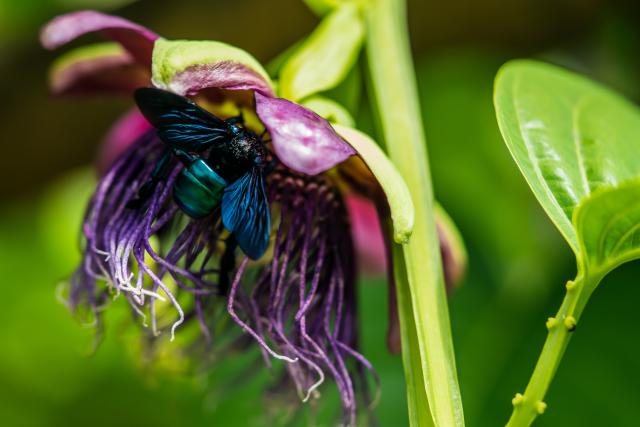 Beetle and flower, Colombia