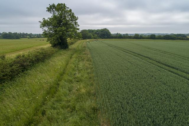 Wildflower wild verges
