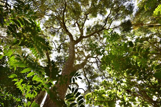 An image taken from the ground looking up at a large tree with lots of branches and green leaves. You can see the sky through the gaps in the leaves.