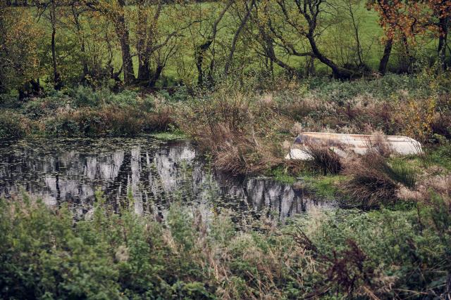 The pond at Nantclyd farm, surrounded by trees and reeds.