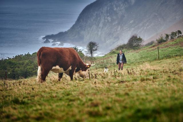 The cattle, at Nantclyd farm, in the field with a backdrop of the sea and Liz in the distance..