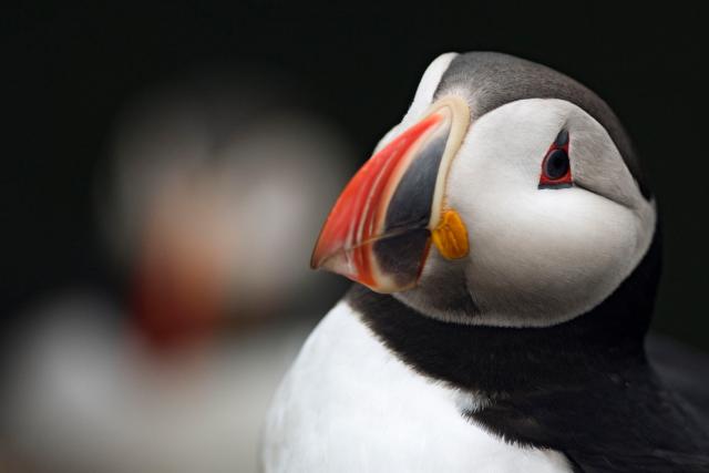 Atlantic puffin Iceland