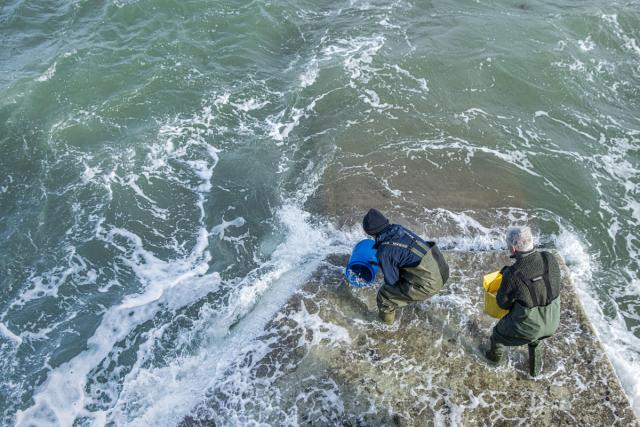 Sky Ocean Rescue, WWF and Swansea University have launched the biggest seagrass restoration project ever undertaken in the UK.
