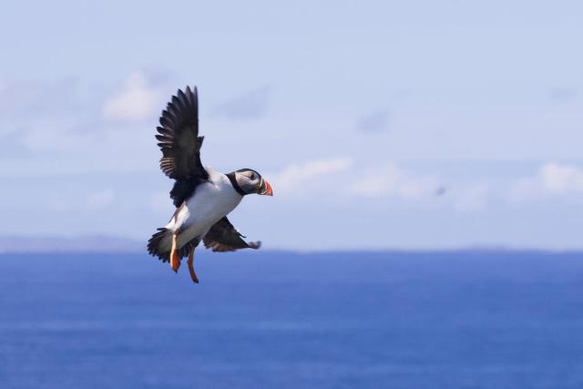 Puffin in flight in Scotland