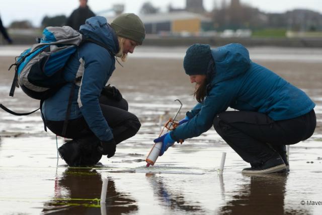 Volunteers injecting seagrass seeds at Pettycur Bay