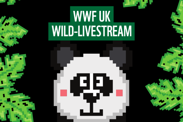 WWF LIVESTREAMING & GAMING