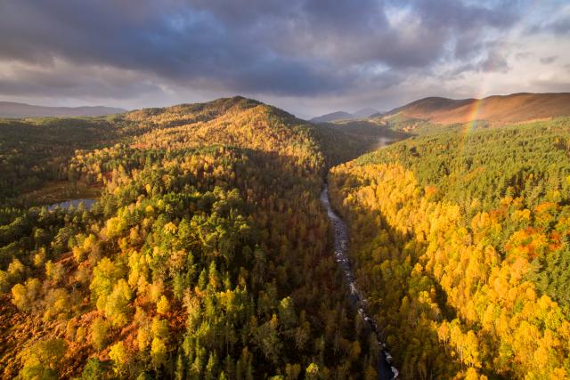 River Affric and autumnal pine and birch woodland, Glen Affric, Highland, Scotland, UK