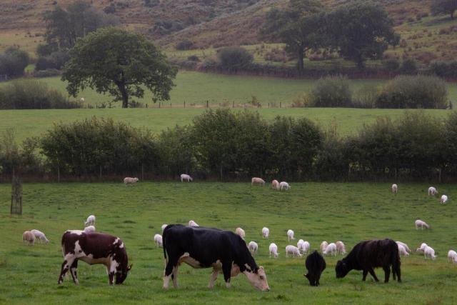 Esgair Llaethdy, Llandovery, Wales.