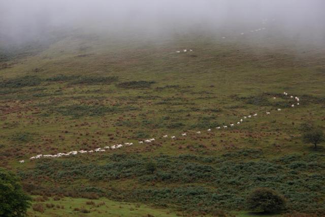 Cross shorthorn sheep make their way back down from the Black mountains to Esgair Llaethdy regenerative farm, Llandovery, Wales.