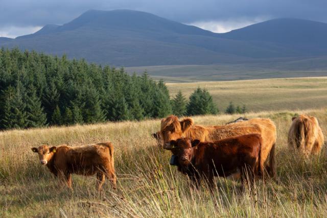 Highland Cattle grazing in Llandovery, Wales