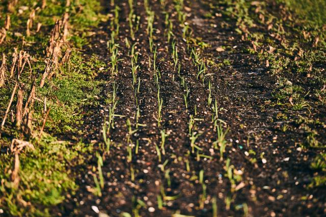 Rows of crops grown on the farm