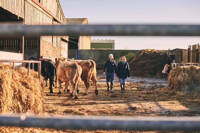 The couple walking out of cow sheds as cows return.