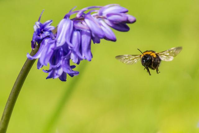Garden bumblebee (Bombus hortorum) visiting bluebell (Hyacinthoides non-scripta), Monmouthshire, Wales, UK