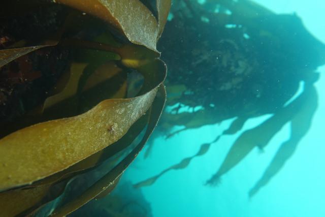 Underwater kelp forest in Welsh seas