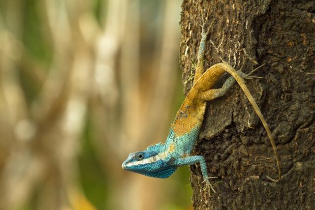 The Cambodian blue-crested agma, an aggressive lizard that changes colour as a defensive mechanism