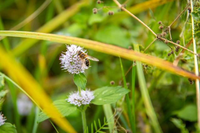 A hoverfly searches for nectar on water mint within Norfolk Rivers Trust's beaver enclosure in Bodham, Norfolk, UK.