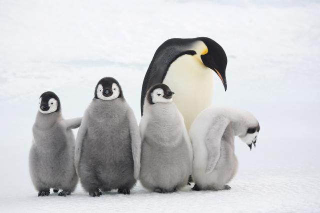 Four Emperor penguin chicks with an adult at Snow Hill Island