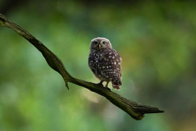 A little owl (Athene noctua) perches upon a branch in London, UK.