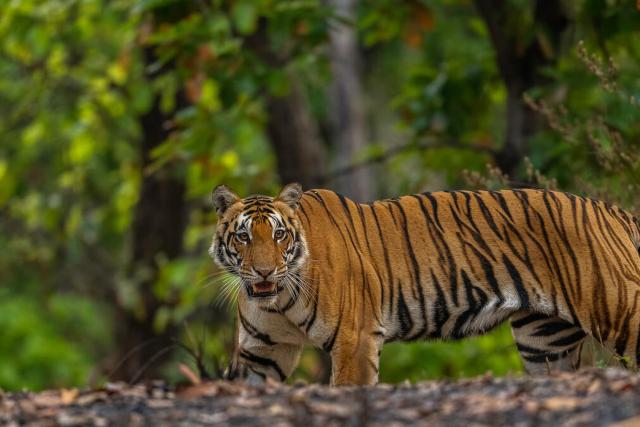 Tiger (Panthera tigris). Female in Kanha national park, Indien