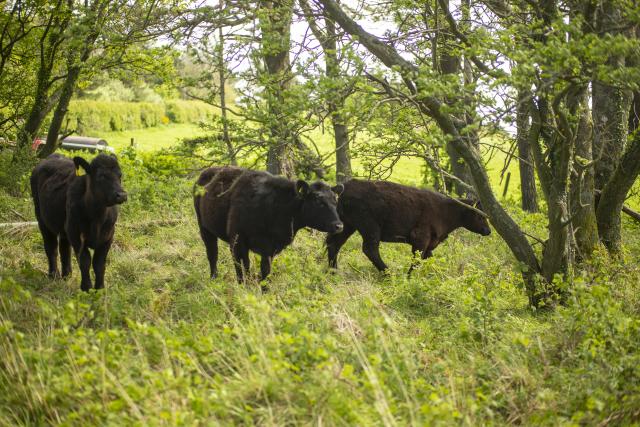 Hereford cattle grazing in woodland in Scotland