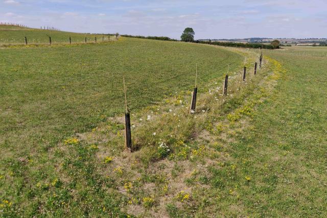 Agroforestry strips funded by Air Wick, Leicestershire