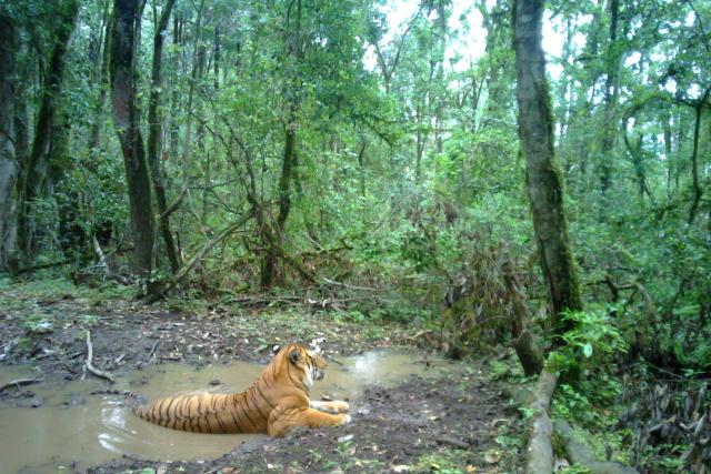 A tiger in Bhutan relaxes in a mud bath
